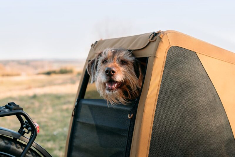 Hundeanhänger Croozer Dog Tammo – Bild 8